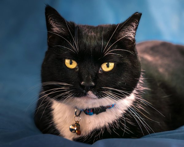 Sanfte umstellung auf rohfutter: ihre schritt-für-schritt-anleitung für eine gesunde katzenernährung